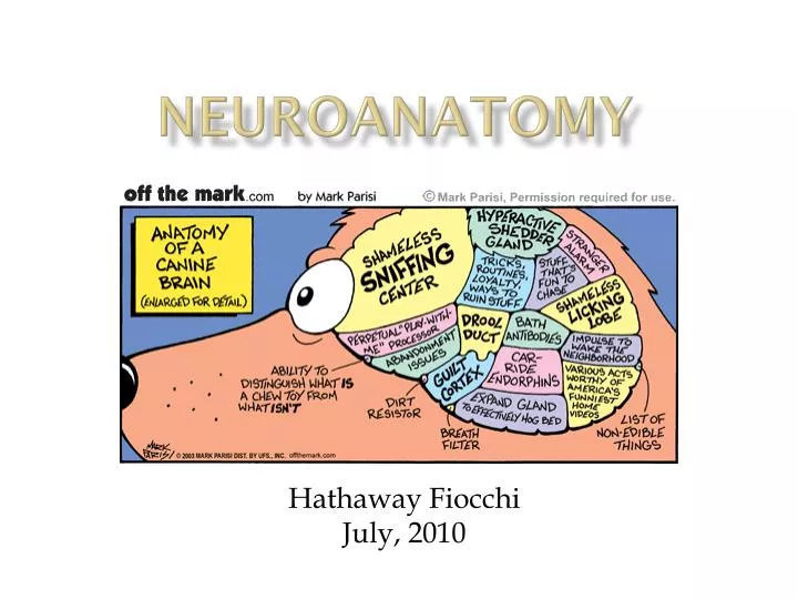 PPT Neuroanatomy PowerPoint Presentation Free Download ID 2248690
