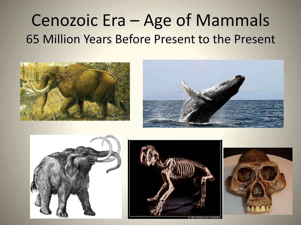 PPT - Geologic Time Line Organisms PowerPoint Presentation, free ...