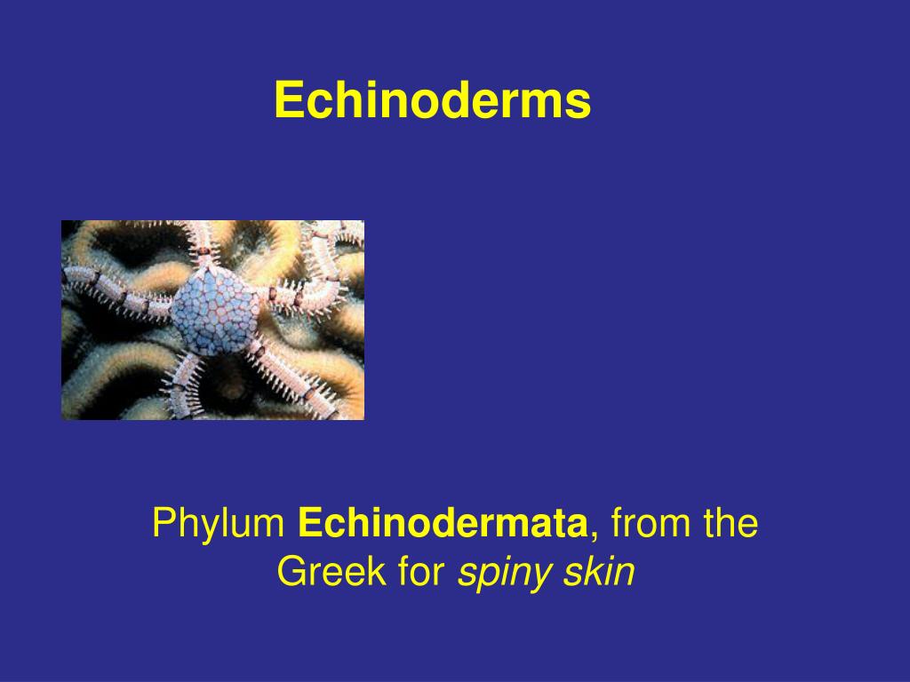 5 classes of echinoderms