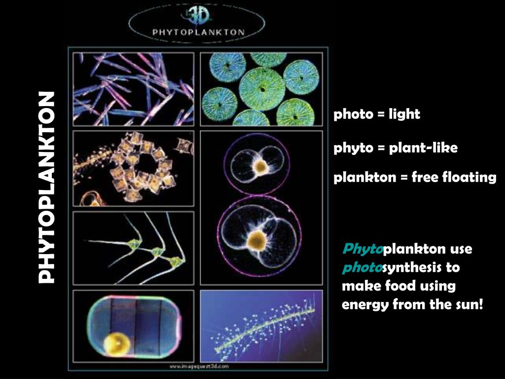 PPT  PHYTOPLANKTON PowerPoint Presentation, free download  ID2248924