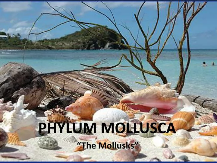 the phylum mollusca the phylum mollusca