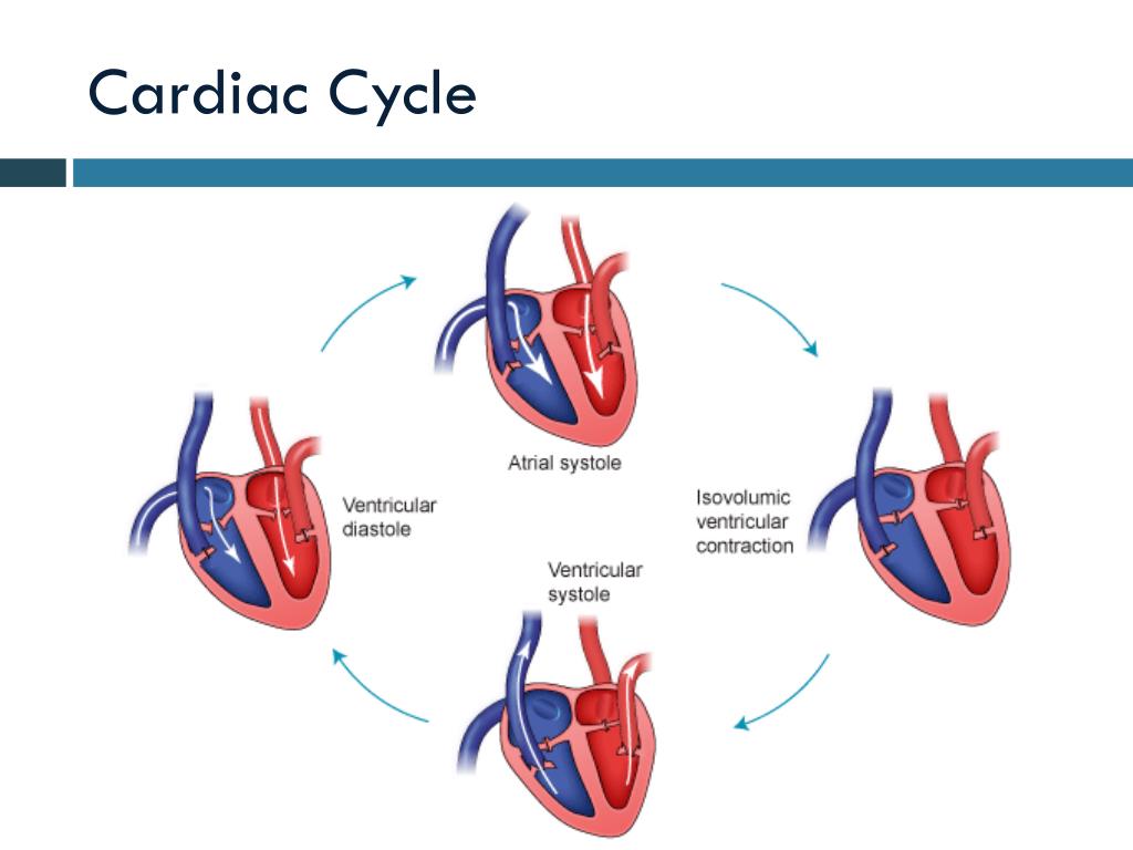 Пассивное наполнение сердца кровью фаза сердечного. Сердечный цикл. Систола и диастола физиология. Cardiac Cycle. Систола сердца фазы.