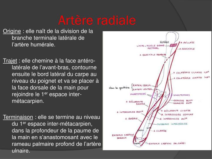 PPT - II.VASCULARISATION DU MEMBRE SUPERIEUR. PowerPoint Presentation