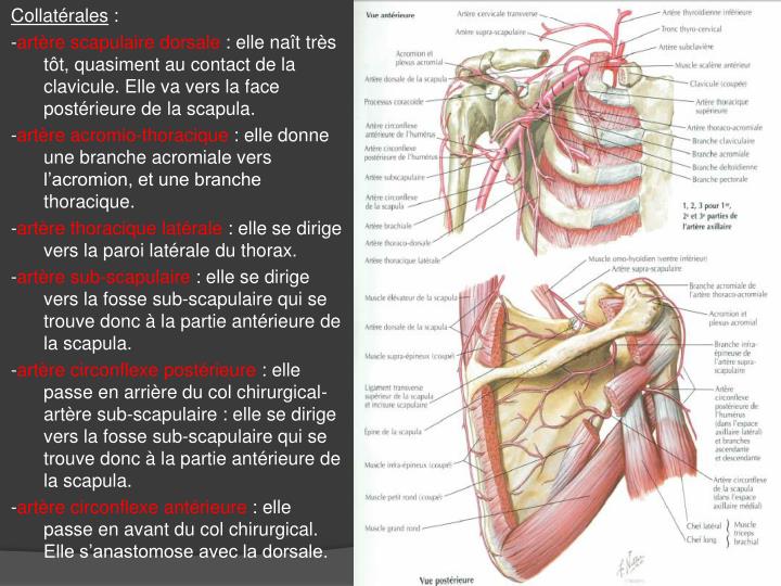 ppt-ii-vascularisation-du-membre-superieur-powerpoint-presentation