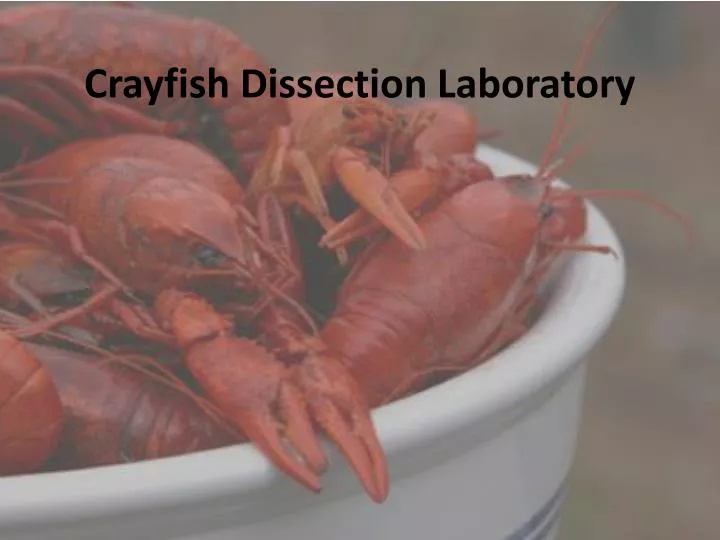 PPT - Crayfish Dissection Laboratory PowerPoint Presentation, free