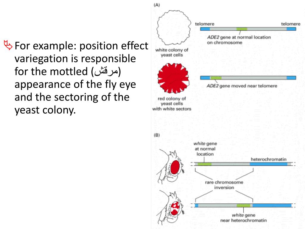 PPT - Cell Biology & Molecular Biology PowerPoint Presentation, free ...