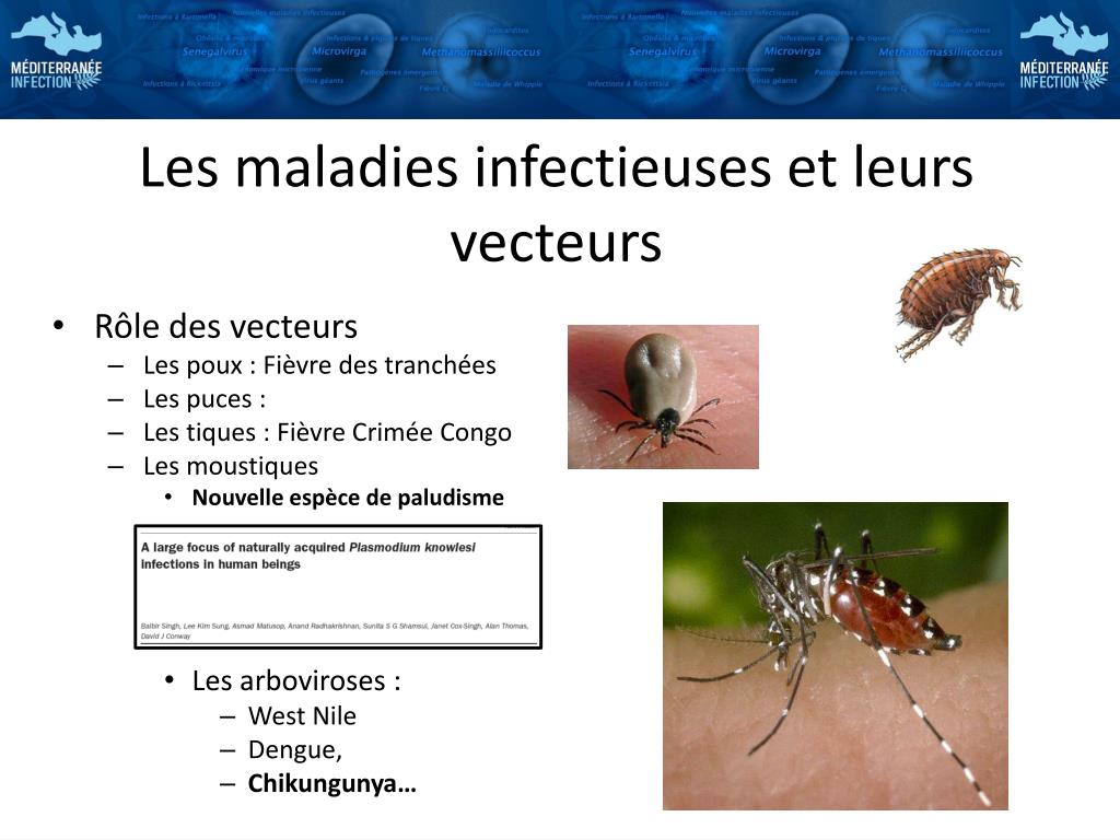PPT  Les pathologies Infectieuses émergentes PowerPoint Presentation