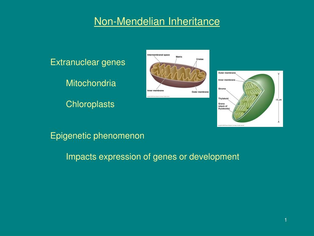 Ppt non mendelian inheritance powerpoint presentation free download