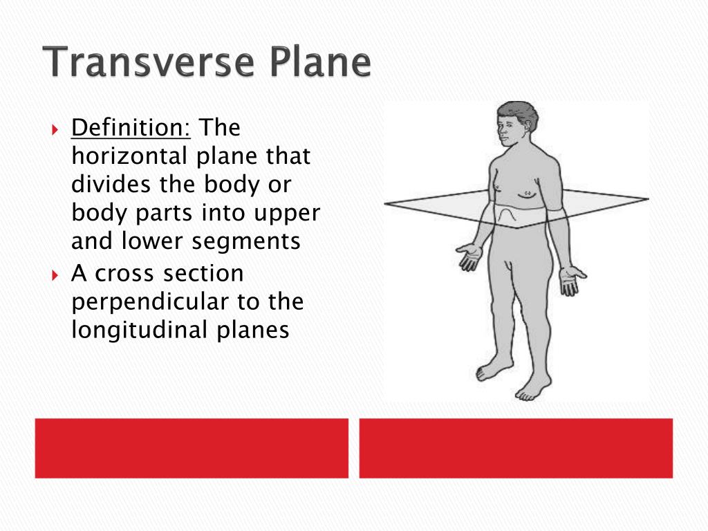 Ppt Anatomical Planes And Directions Powerpoint Presentation Free