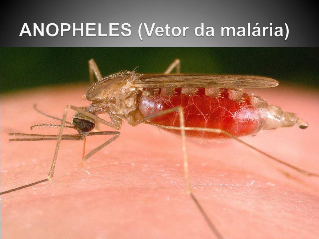 Можно ли считать человека окончательным хозяином малярийного. Комар рода Anopheles специфический переносчик возбудителей. Укус малярийного комара фото. Комары рода Anopheles являются переносчиками.
