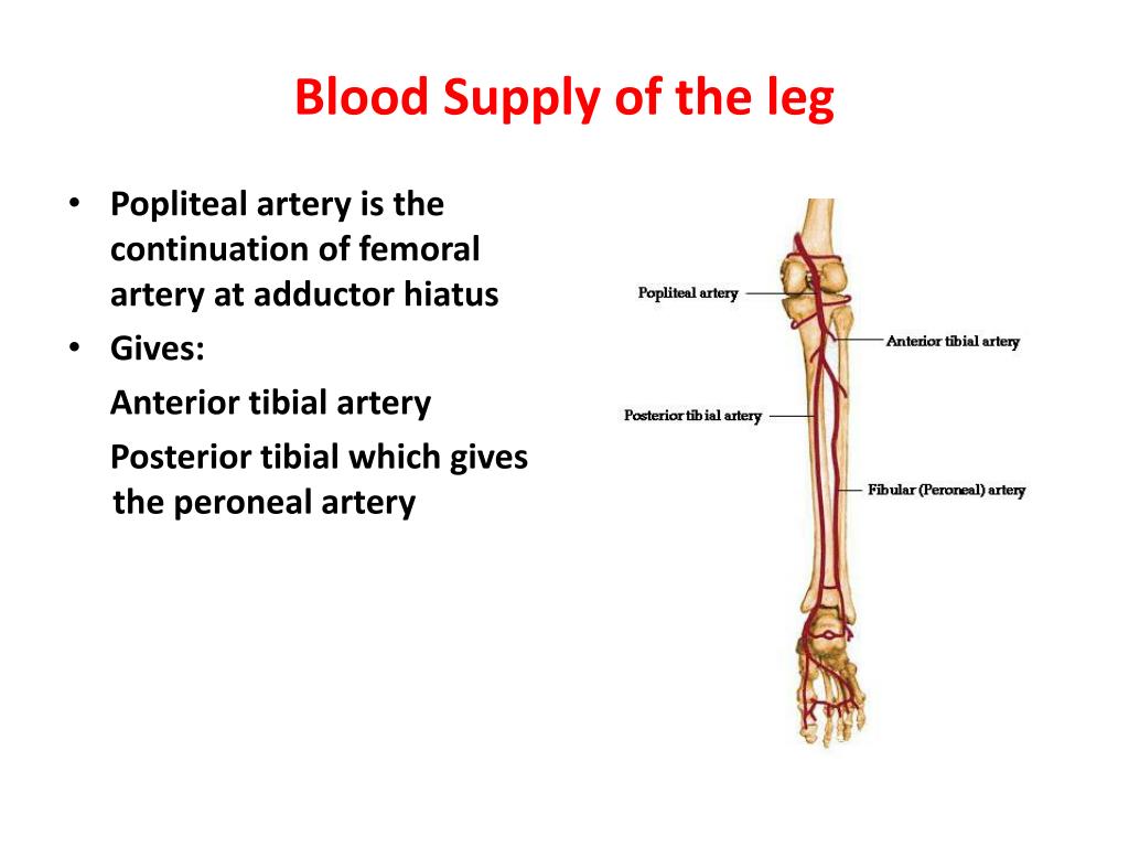 supply lines back 4 blood supply lines back 4 blood