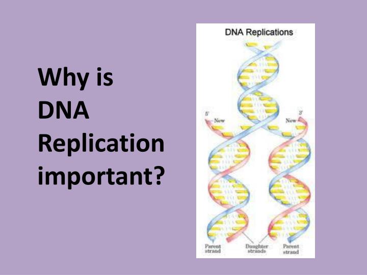 PPT Protein Synthesis Mutations PowerPoint Presentation ID 2252117 Ppt protein synthesis mutations powerpoint presentation id 2252117