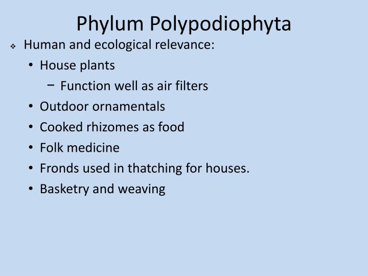 PPT - The Seedless Vascular Plants: Ferns and Their Relatives ...