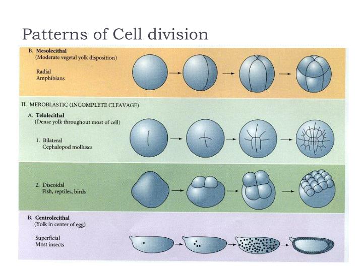 PPT Early Development Invertebrates PowerPoint Presentation ID2253747