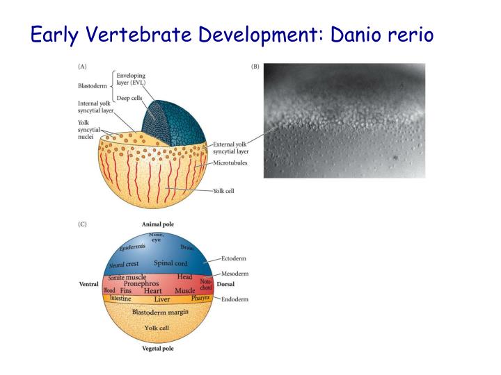 hans spemann and hilde mangold: primary embryonic induction essay Rationalizing early embryogenesis in the 1930s: albert dalcq on gradients and fields. hans spemann and hilde mangold: primary embryonic induction essay Rationalizing early embryogenesis in the 1930s: albert dalcq on gradients and fields.