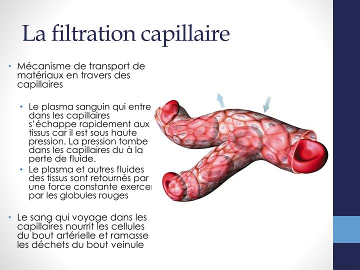 PPT Les vaisseaux sanguins PowerPoint Presentation ID2253830