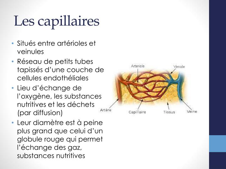 PPT - Les vaisseaux sanguins PowerPoint Presentation - ID:2253830