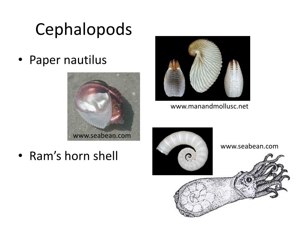 Ppt - Seashells (mollusks) & Beachcombing Powerpoint Presentation - Id 