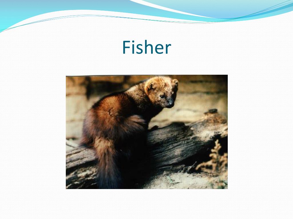 PPT Fur Bearing Animals of Alberta PowerPoint Presentation, free