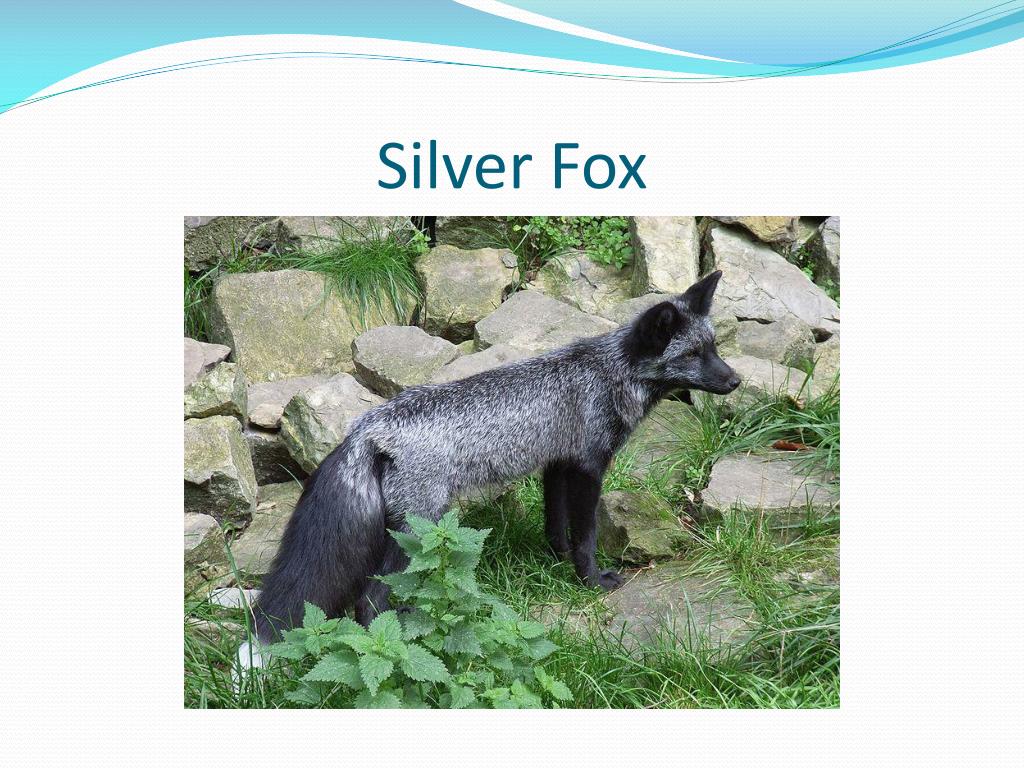 PPT Fur Bearing Animals of Alberta PowerPoint Presentation, free