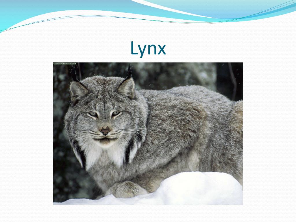 PPT Fur Bearing Animals of Alberta PowerPoint Presentation, free