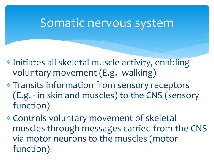 somatic nervous system example psychology somatic nervous system example psychology