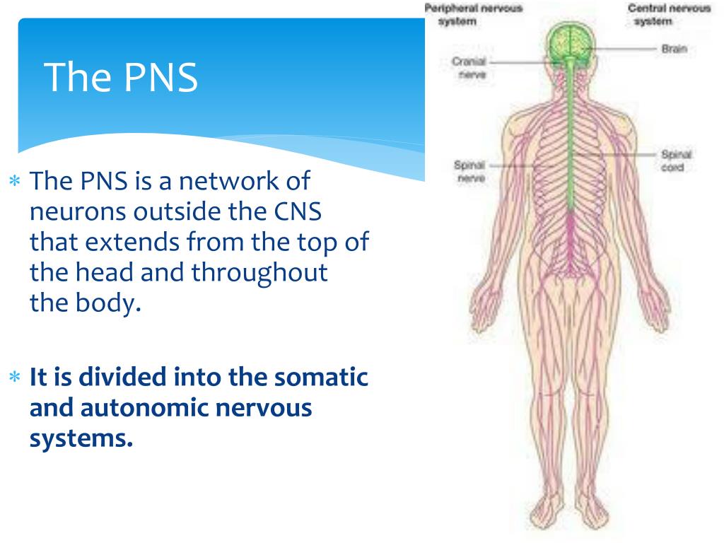 PPT VCE Psychology Unit 3 PowerPoint Presentation Free Download ID 