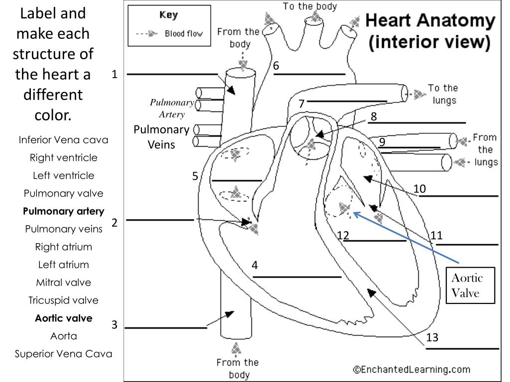 Ppt Label And Make Each Structure Of The Heart A Different