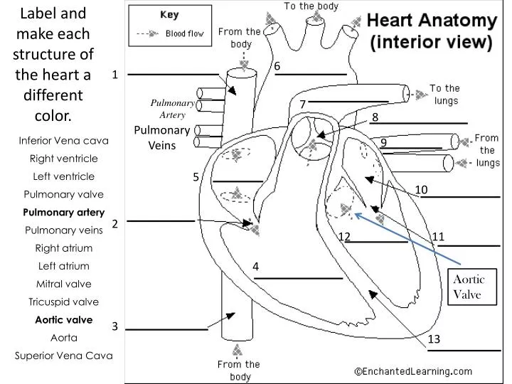 Ppt Label And Make Each Structure Of The Heart A Different Color