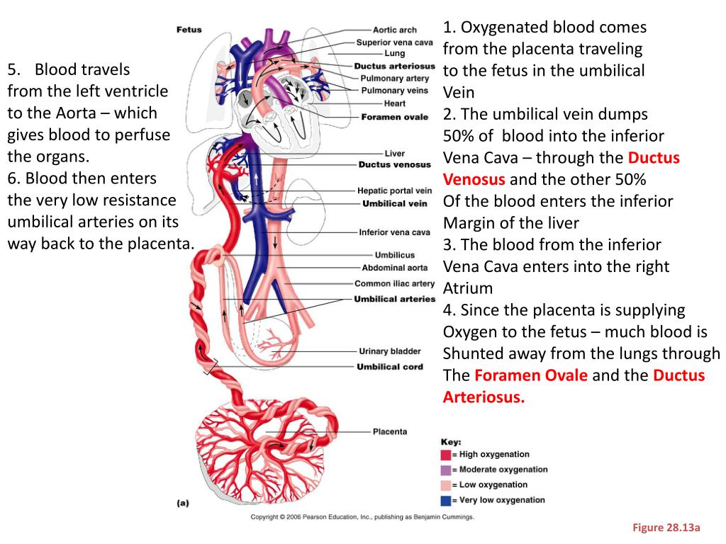 Ppt Fetal Circulation Powerpoint Presentation Free Download Id 2254665 3 Way Switch Symbol
