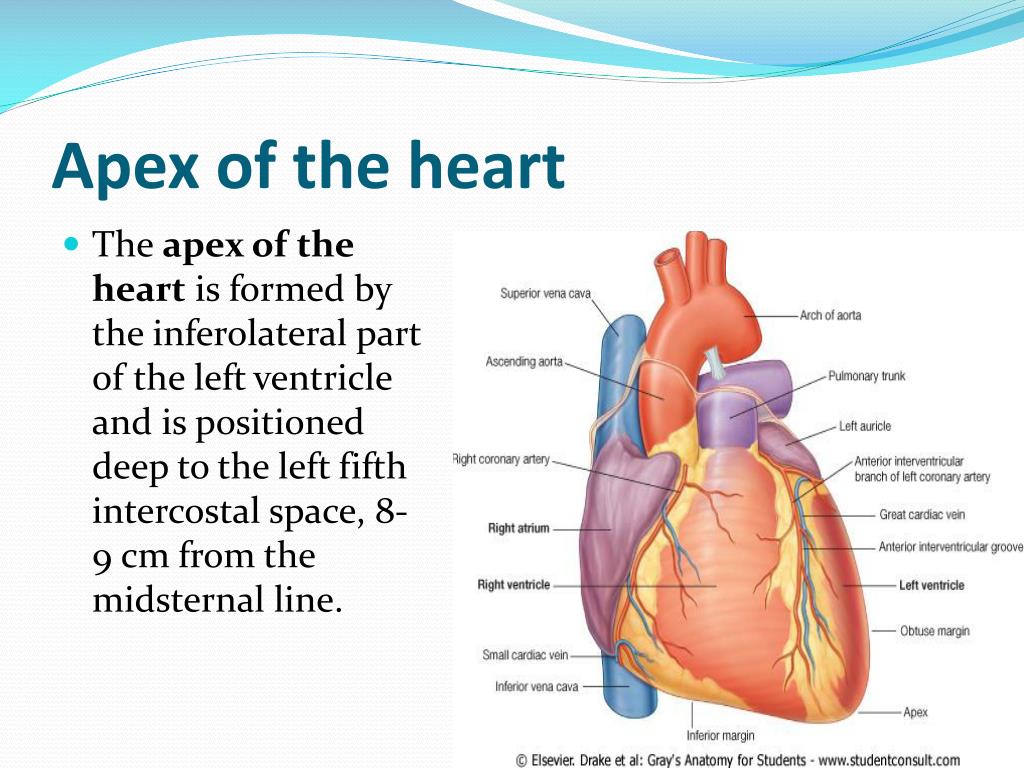Apex of the heart