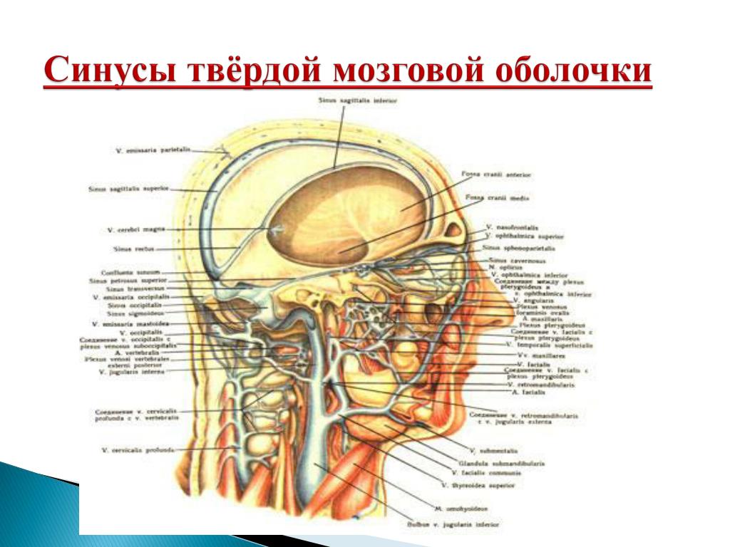 Синус оболочки мозга. Синусы твёрдой мозговой оболочки анатомия. Борозды синусов твердой мозговой оболочки. Парные синусы твердой мозговой оболочки. Синусы твёрдой мозговой оболочки гемодинамика.