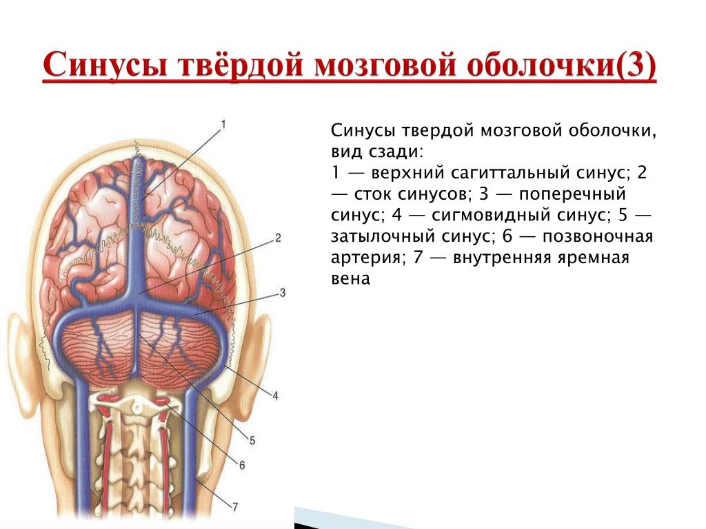 Синусы оболочки головного мозга. Поперечный синус твердой мозговой оболочки. Синусы твердой оболочки головного мозга анатомия. Топография синусов твердой мозговой оболочки. Синусы твердой мозговой оболочки схема.