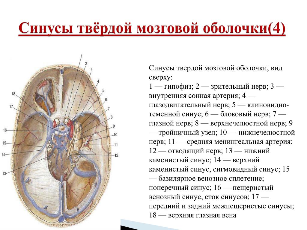 Синус оболочки мозга. Анатомия синусов твердой мозговой. Сигмовидный синус твердой мозговой оболочки. Оболочки мозга. Синусы твердой мозговой оболочки. Синусы твердой мозговой оболочки, артерии.