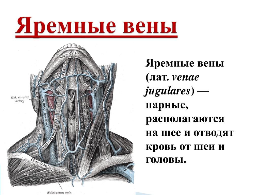 Что такое яремная вена у человека и где они находятся