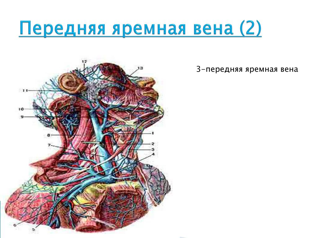 Яремная подключичная вены. Наружная яремная Вена анатомия. Внутренняя яремная Вена топография. Наружная яремная Вена передняя яремная Вена. Внутренняя яремная Вена анатомия.
