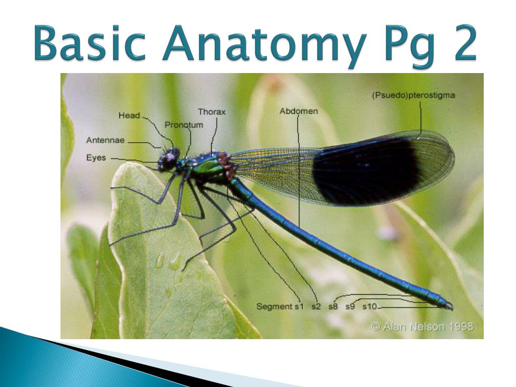 PPT - Dragonflies and Damselflies PowerPoint Presentation, free