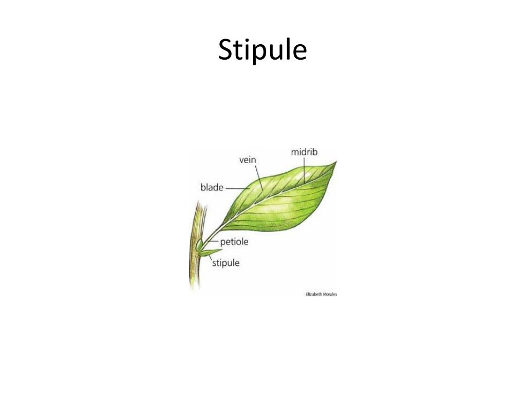 define leaf primordia define leaf primordia