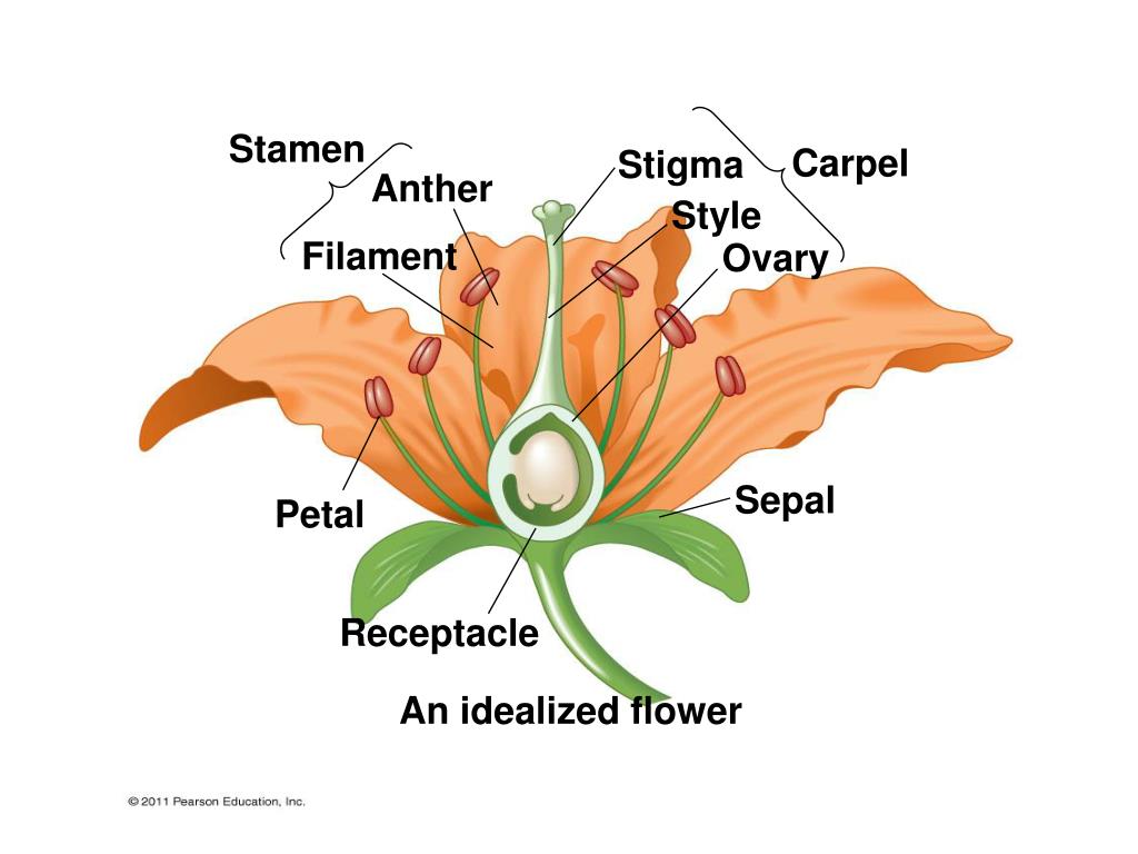 Stigma перевод. Petal sepal. Carpel. Stigma Flower. Petals stamens Stigma Style ovary.