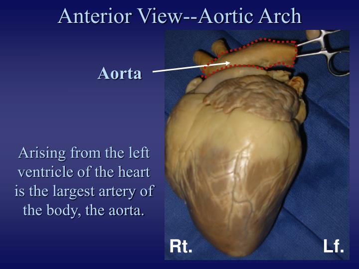 PPT - Pig Heart Dissection PowerPoint Presentation - ID:2255179