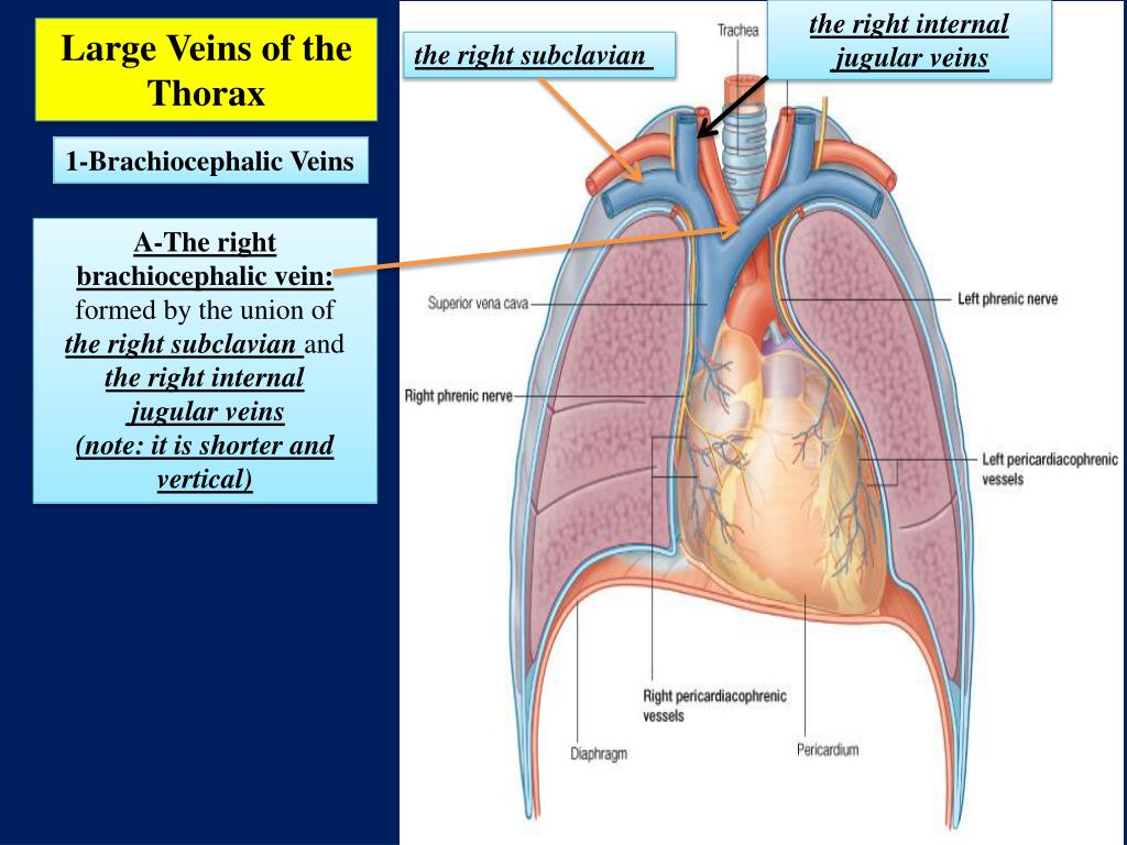 Ppt 1 The Mediastinum Extends Powerpoint Presentation Free Download