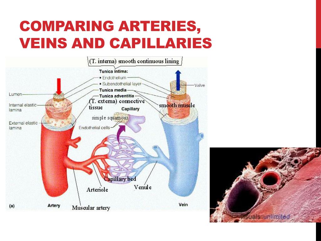 Comparing arteries veins and capillaries