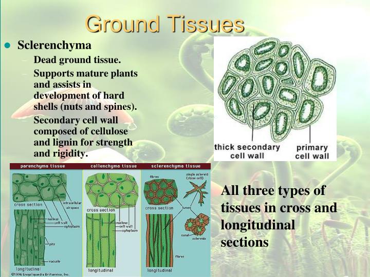 PPT - Plants PowerPoint Presentation - ID:2255412