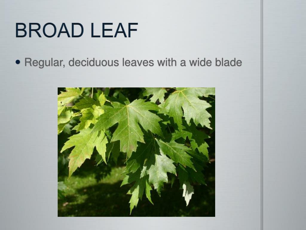 PPT Plant Identification Vocabulary PowerPoint Presentation Free PPT Plant Identification Vocabulary PowerPoint Presentation Free
