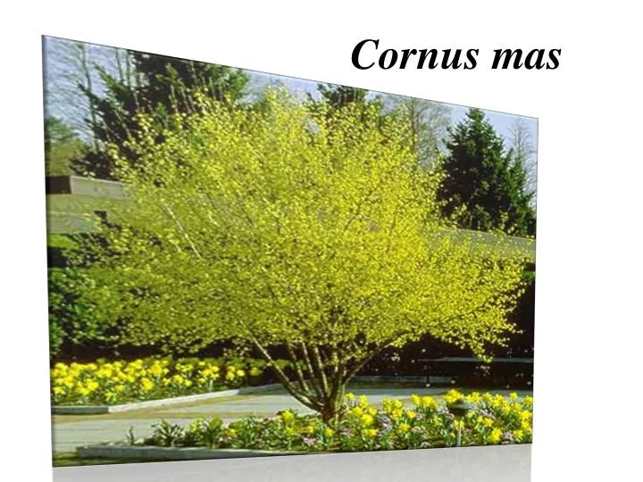 cornus mas form cornus mas form