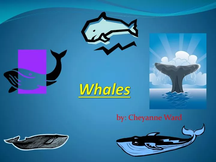 whales n.