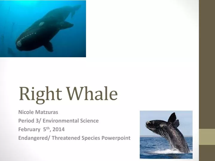the concerns and threats to right whale communities Community resilience garfo noaa fisheries recommends actions to help right whales two of the largest human-caused threats to right whales. the concerns and threats to right whale communities Community resilience garfo noaa fisheries recommends actions to help right whales two of the largest human-caused threats to right whales.