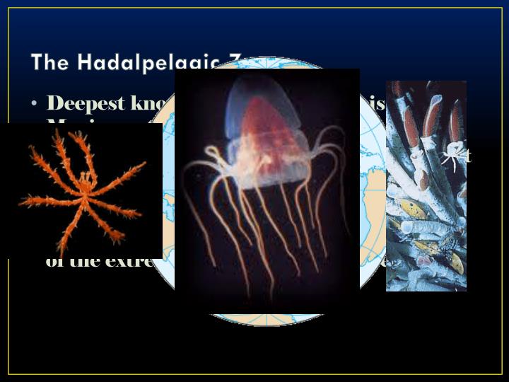 PPT Marine Life Biome PowerPoint Presentation ID2257660