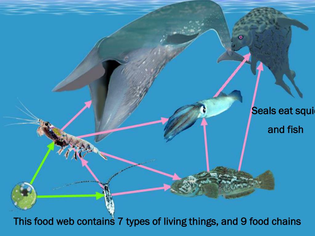 Welcome to Ecology PowerPoint Presentation, free download Biology Diagrams