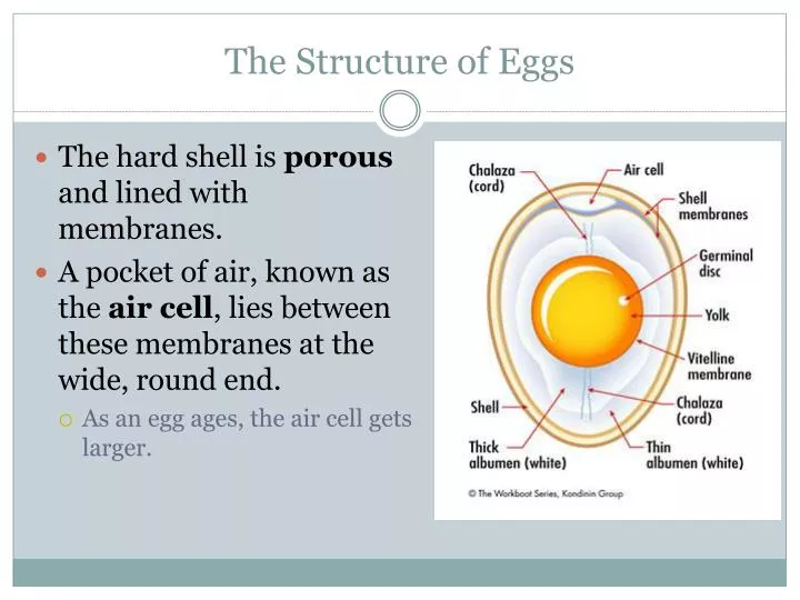 PPT The Structure Of Eggs PowerPoint Presentation Free Download ID ppt-the-structure-of-eggs-powerpoint-presentation-free-download-id